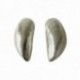 SILVER PLATED MUSSLE EARRINGS
